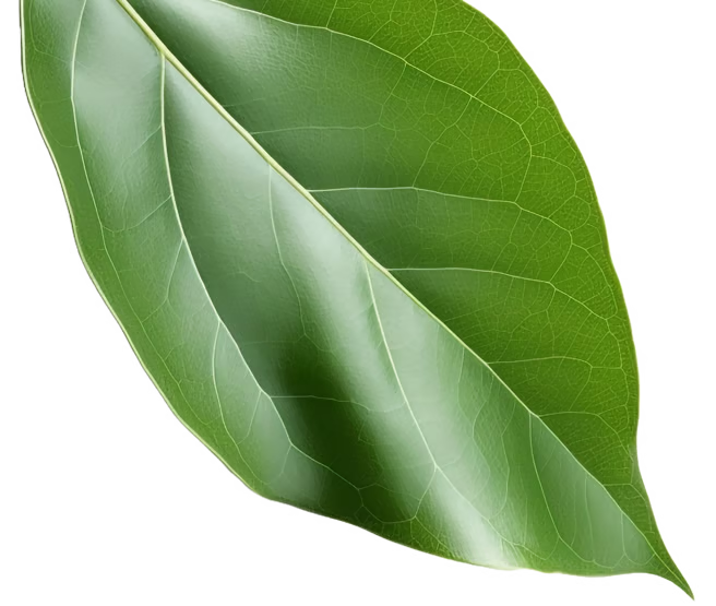 hoja-mePGqxo6NxsoWrZW